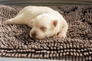 20260614-Baillie-2026-Femelle