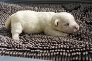 20260614-Baillie-2026-Male-Marque
