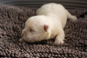 20260614-Baillie-2026-Male-sans-marque