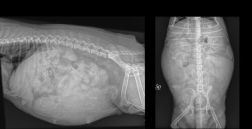 La radiographie de comptage montre la présence de 3 chiots
