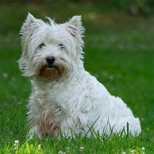 Baillie-1